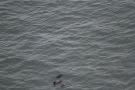 Missing Picture